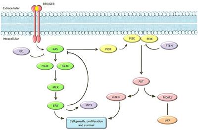 The Current State of Molecular Testing in the BRAF-Mutated Melanoma Landscape